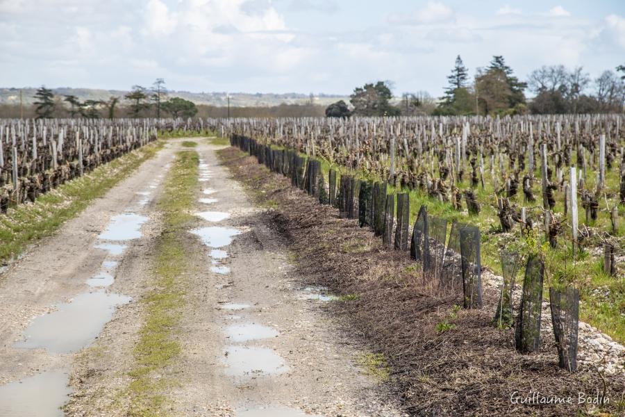 Relocation of hedges in the vineyard - Château Palmer