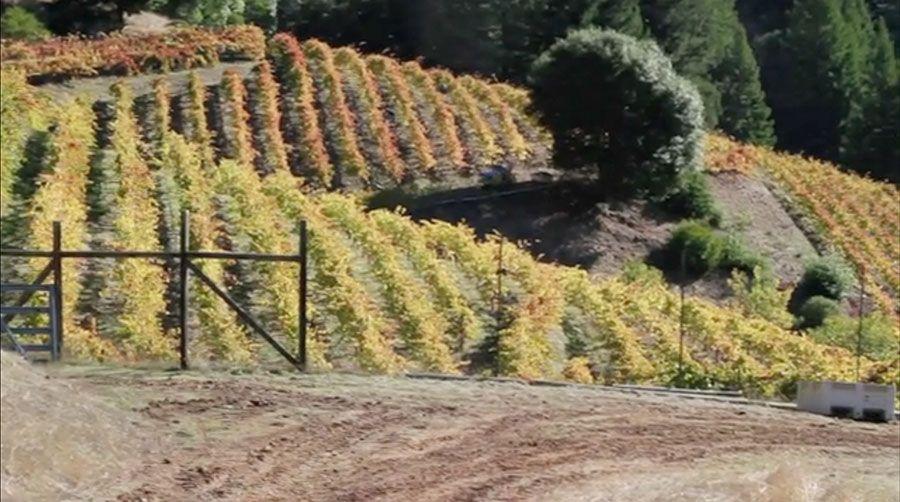 Wine from here capture - Vineyard in California